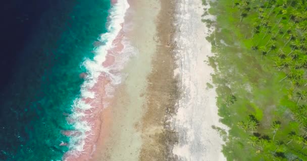 Hullámok Zuhannak Egy Trópusi Strandon Pálmafák Erdejénél Félig Kék Hullámokkal — Stock videók