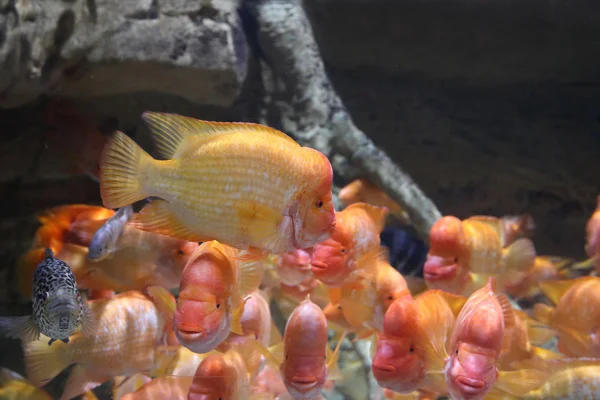 akvaryum/süs balıkları