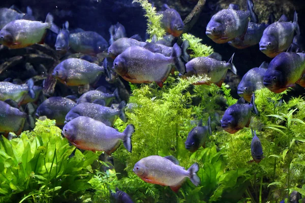 akvaryum/süs balıkları