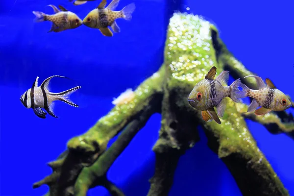 akvaryum/süs balıkları