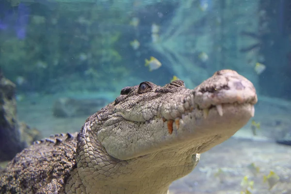 Crocodile dans un aquarium Images De Stock Libres De Droits