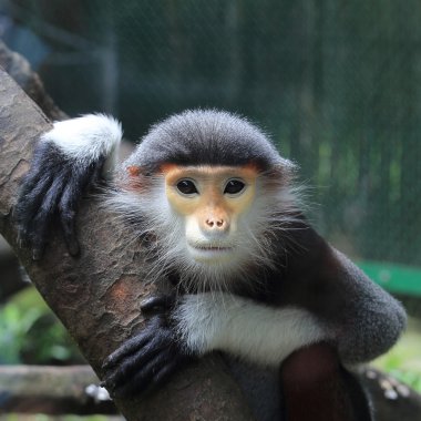 Langur bir hayvanat bahçesi