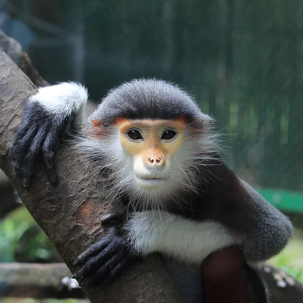 Langur bir hayvanat bahçesi