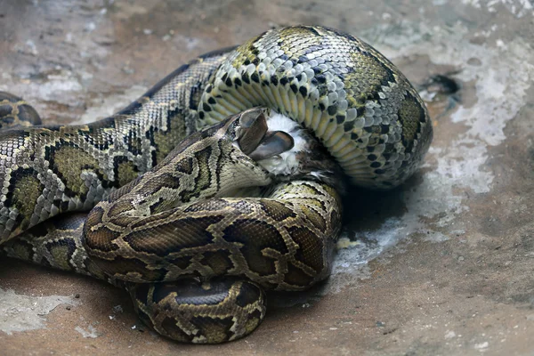 Akşam yemeği bir pitonu
