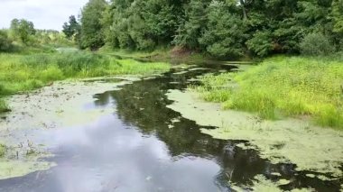 Bir ormanın arka planına karşı alglerle ve yeşil otlarla kaplı sakin renkli bir su akıntısı olan nehir manzarası.