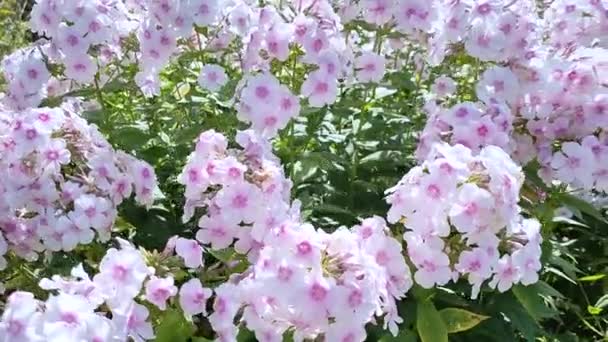 Close-up uitzicht op witte phlox met een roze centrum die zwaaien in de wind buiten in de tuin. — Stockvideo