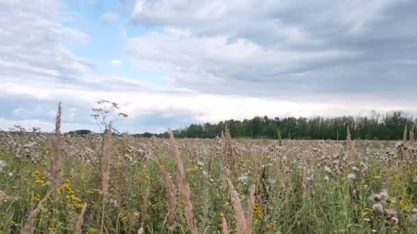 Utsikt över ett fält med högt gräs och en vacker blå himmel med grå cumulus moln som skingras efter regnet. — Stockvideo