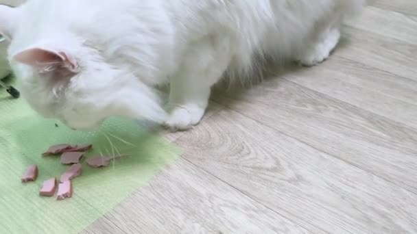 Белый кот крупным планом ангорской породы ест кусочки колбасы, которые были поставлены на место кормления. — стоковое видео