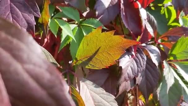 Nahaufnahme eines geröteten wilden Traubenblattes, das in der Sonne vertu wächst. — Stockvideo