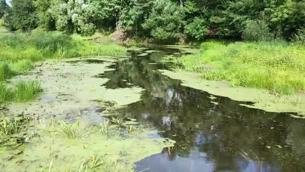 Uma vista do rio com um fluxo calmo de água de cor escura coberta com algas e grama verde no pano de fundo de uma floresta. — Vídeo de Stock