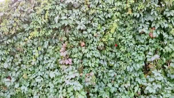 Una vista de la uva silvestre creciendo en el vertu que forma una pared de valla sólida con jardinería vertical. — Vídeos de Stock