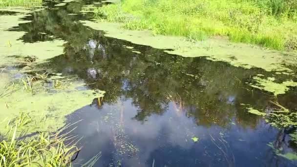 Вид на реку с спокойным течением темной воды, покрытой водорослями и зеленой травой. — стоковое видео