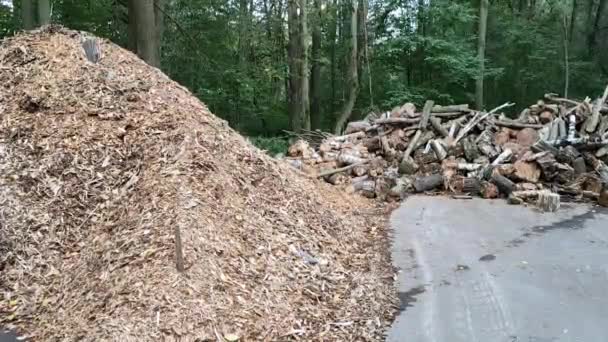 Widok drewna pochodzącego z recyklingu w postaci dużej sterty trocin i drewna opałowego w lesie. — Wideo stockowe