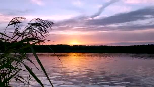 Colorato tramonto sul lago nella foresta che si riflette sulla superficie dell'acqua. — Video Stock