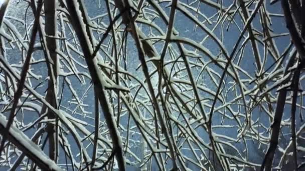 Winter. Blick auf die schneebedeckten Äste und den fliegenden Schnee in der Nacht. — Stockvideo