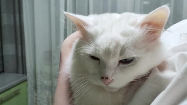 The girl holds the cat in her arms, hugs it and strokes it with her hand. — Vídeo de stock