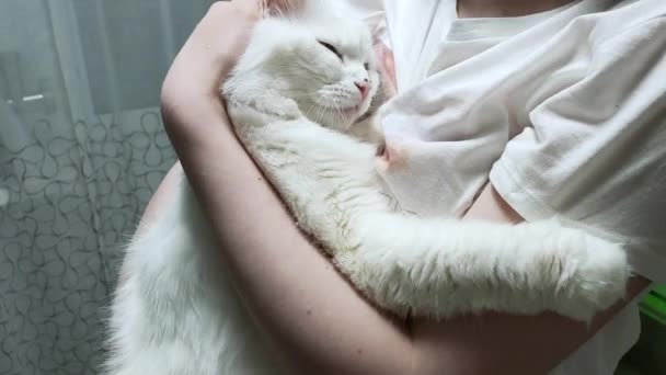 The girl holds the cat in her arms, hugs it and strokes it with her hand. — Stock Video