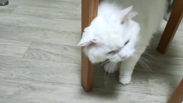 Белая пушистая кошка потирает голову о ножку стула и уходит.. — стоковое видео