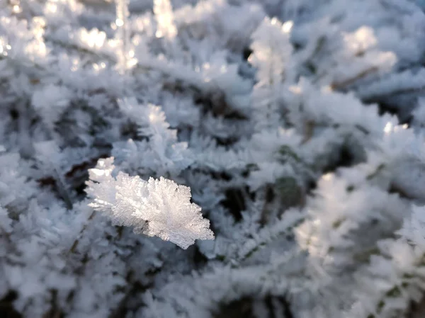 Pohled Suchou Trávu Pokrytou Krystaly Mrazu Mrazivého Slunečného Dne — Stock fotografie