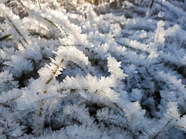 Pohled Suchou Trávu Pokrytou Krystaly Mrazu Mrazivého Slunečného Dne — Stock fotografie