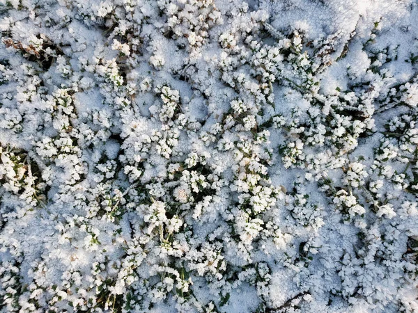 Een Uitzicht Het Groene Gebladerte Bedekt Met Vorstkristallen Een Ijzige — Stockfoto