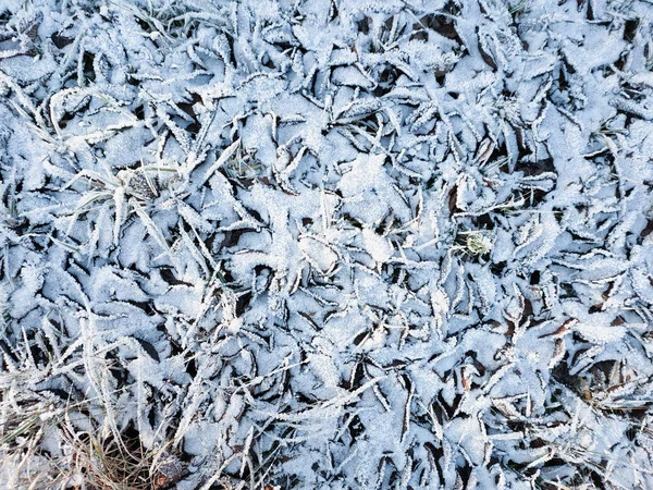 Över Fallna Blad Täckta Med Frostkristaller Frostig Solig Dag — Stockfoto
