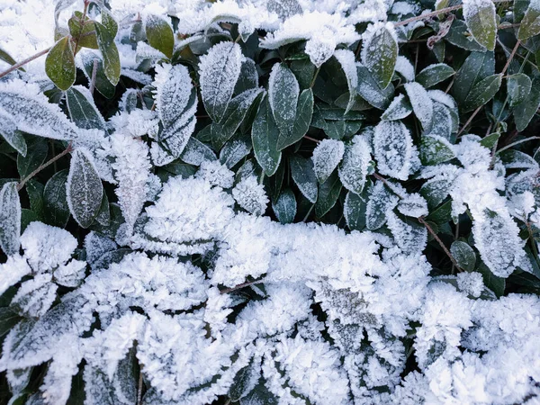 Een uitzicht op het groene gebladerte bedekt met vorstkristallen op een ijzige zonnige dag. — Stockfoto