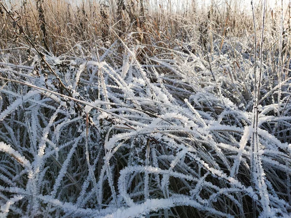 Uitzicht op droog gras bedekt met kristallen van de vorst op een ijzige zonnige dag. — Stockfoto