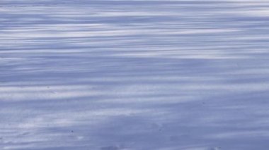 Kışın karla kaplı tarlanın manzarası ve ağaçların gölgesi.