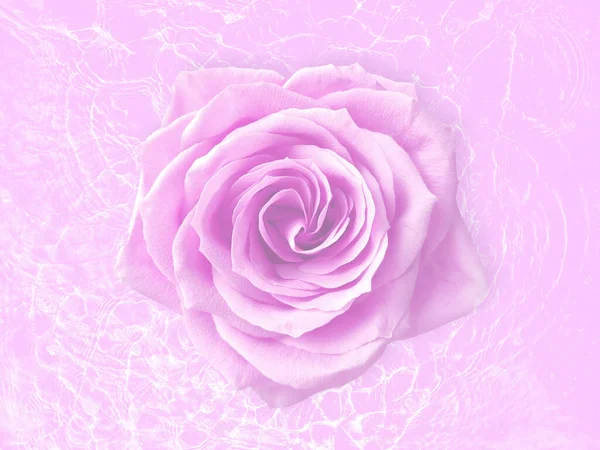 Close Rosa Rosa Flor Fundo Rosa Com Listras Água — Fotografia de Stock