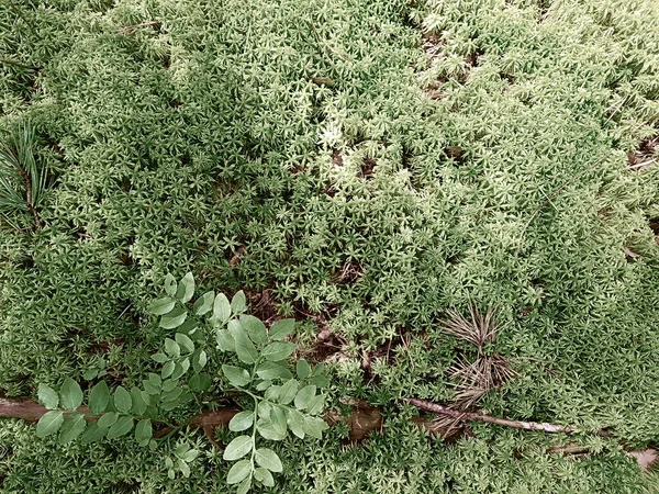 Natuurlijke Achtergrond Met Vers Mos Twijgen Achtergrond Concept Natuur — Stockfoto