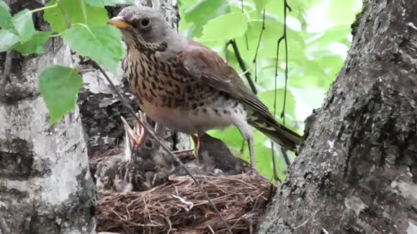 Vista del nido de mirlos con polluelos que piden comida a la hembra. — Vídeos de Stock