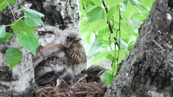 Veduta del tordo femminile che siede sui nidiacei nel nido e li riscalda durante la pioggia. — Video Stock