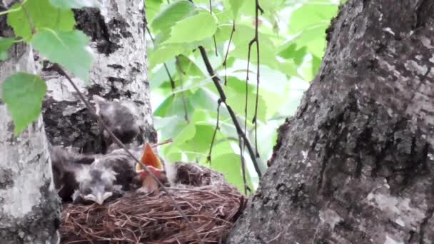 Hladové drozdi s otevřenými zobáky čekají na svou matku, která jim přivedla červa. — Stock video