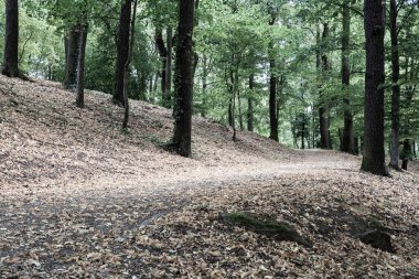 Ormandaki patikaları tepeden rahatlıkla görebilirsin. Peyzaj kavramı, arkaplan