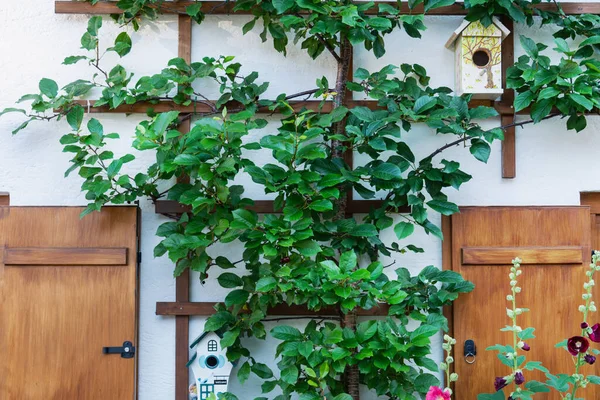 Uma Vista Arranjo Flores Casas Pássaros Decorativos Perto Parede Edifício — Fotografia de Stock