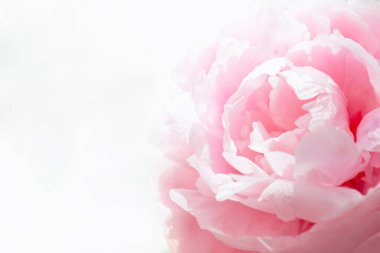 Beyaz arka planda pembe şakayığın yakın plan görüntüsü. Kavram geçmişi, çiçekler, tatil