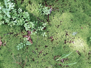 Taze yosun ve dallarla dolu doğal bir arka plan. Arkaplan kavramı, doğa