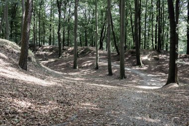 Ormandaki patikaları tepeden rahatlıkla görebilirsin. Peyzaj kavramı, arkaplan