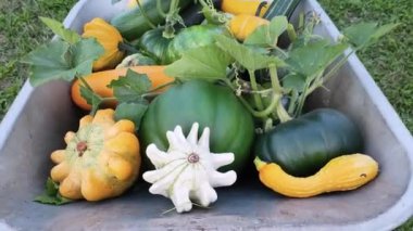İçinde kabak hasadı, kabak, kabak, farklı renkte kabak bulunan arabanın görüntüsü.