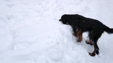 Siyah bir köpek karı kazar, bir sopa bulur ve onu çiğnemeye başlar..