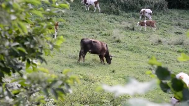 Vista de un toro marrón y terneros de colores pastando en el prado entre los árboles. — Vídeos de Stock