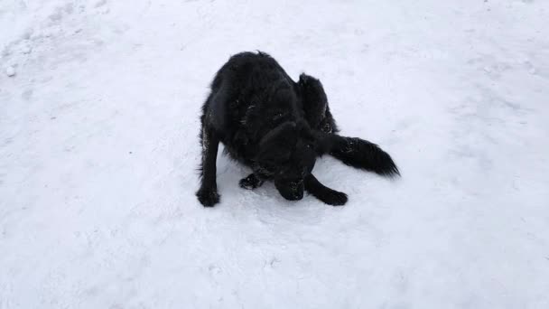 Ein schwarzer Hund sitzt im Schnee und frisst ein Stück Schnee. — Stockvideo