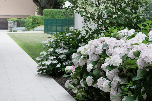 집 뜰에 있는 흰 하이드라게아 꽃이 피고 있는 관목들 과푸른 잔디와 흰 돌로 된 길을 배경으로 바라봄. — 스톡 사진