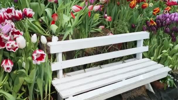 Zicht Veelkleurige Tulpen Van Verschillende Variëteiten Die Groeien Rond Witte — Stockvideo