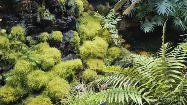 Vista Cachoeira Musgo Samambaia Floresta — Vídeo de Stock