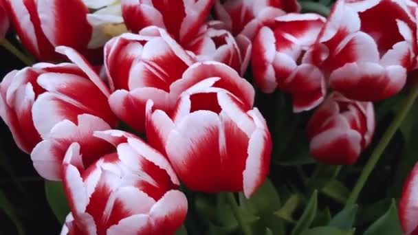 Zicht Veelkleurige Kleurrijke Tulpen Narcissen Die Het Bloembed Groeien — Stockvideo