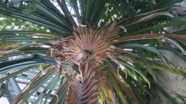 Kurumuş dalları olan sarmal bir palmiye ağacı görüntüsü.