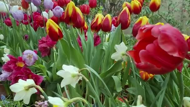 花壇で成長する多色のカラフルなチューリップや水仙の眺め — ストック動画