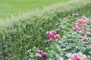 Bahçedeki pembe gül çalılarından oluşan bir çiçek tarlası manzarası